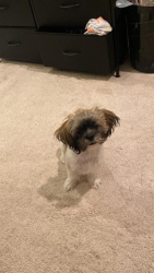Lost Female Dog last seen Near e Emerson st Tracy Ca , Tracy, CA 95376