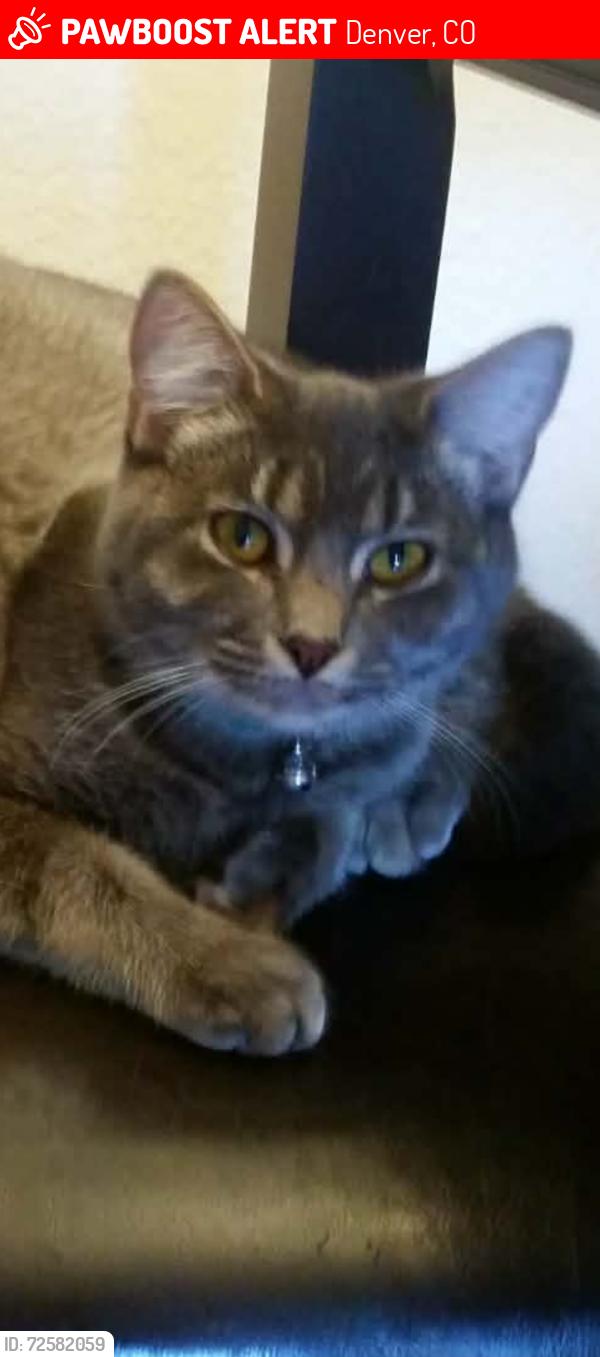 Lost Female Cat last seen Peoria and fitzsimmons , Denver, CO 80205