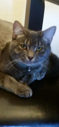 Lost Female Cat last seen Peoria and fitzsimmons , Denver, CO 80205