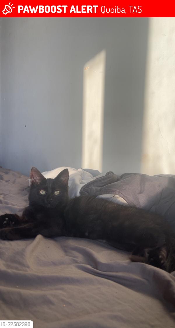Lost Female Cat last seen devonport road , Quoiba, TAS 7310
