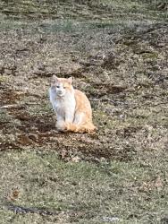Found/Stray Unknown Cat last seen Near Sylvania Drive Taylors, Taylors, SC 29687