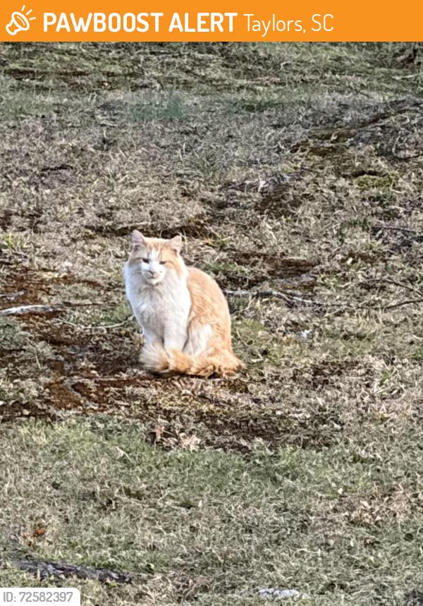 Found/Stray Unknown Cat last seen Near Sylvania Drive Taylors, Taylors, SC 29687