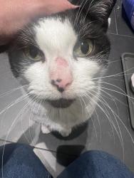 Found/Stray Female Cat last seen 17th and University Ave NE, Minneapolis, MN 55413, Minneapolis, MN 55413