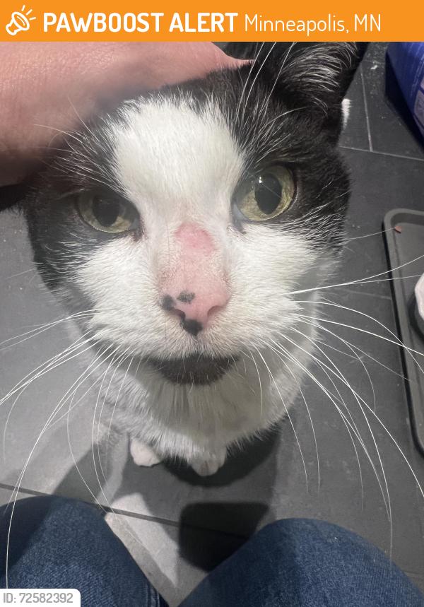 Found/Stray Female Cat last seen 17th and University Ave NE, Minneapolis, MN 55413, Minneapolis, MN 55413