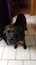 Lost Male Dog last seen Steer St., Sprouse Ln., Long Branch Rd., Grover, NC 28073