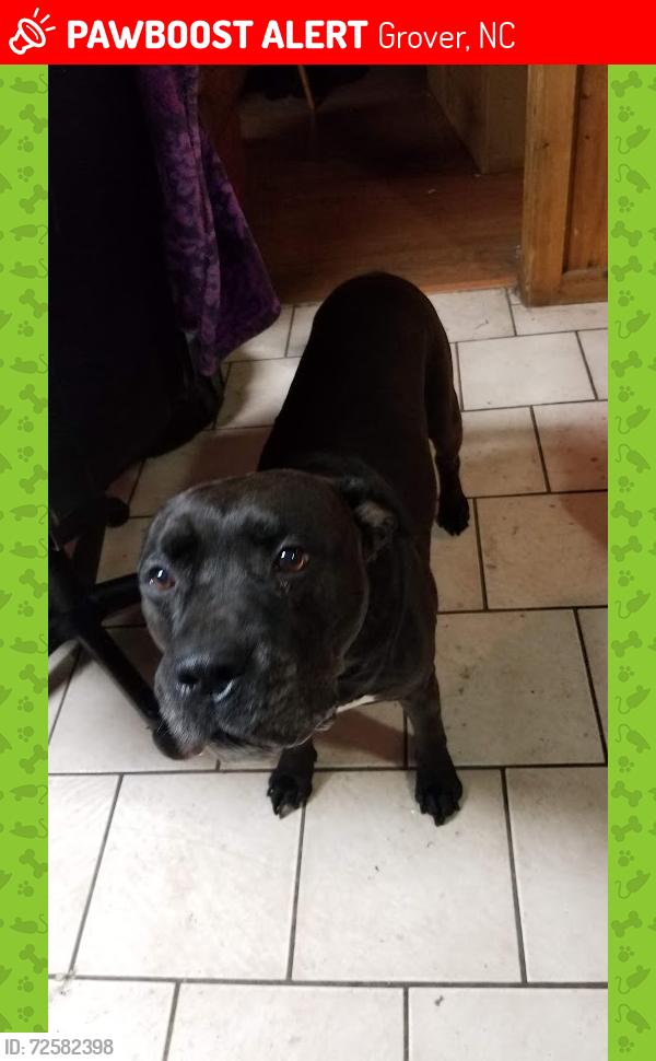 Lost Male Dog last seen Steer St., Sprouse Ln., Long Branch Rd., Grover, NC 28073