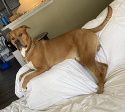 Lost Male Dog last seen Panaderia San Jose 321 assuming newton, Newton, NC 28658