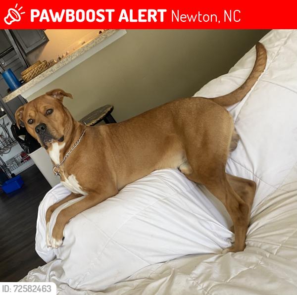Lost Male Dog last seen Panaderia San Jose 321 assuming newton, Newton, NC 28658