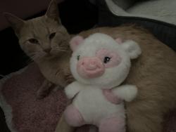 Lost Male Cat last seen Baxter rd , Baxter, TN 38544
