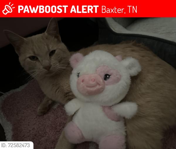 Lost Male Cat last seen Baxter rd , Baxter, TN 38544