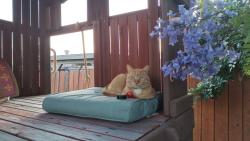 Lost Male Cat last seen Massasoit Ave , San Diego, CA 92117