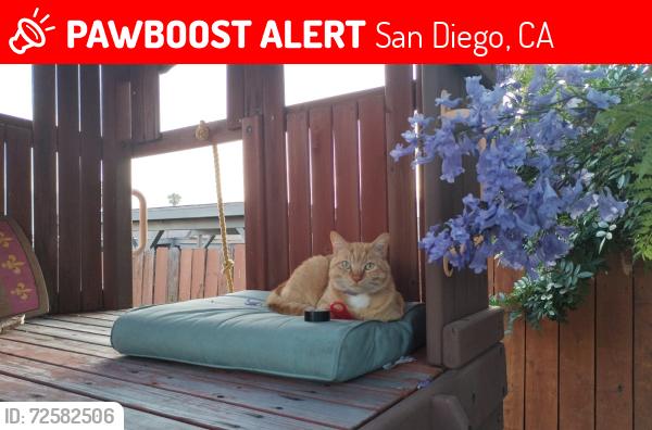 Lost Male Cat last seen Massasoit Ave , San Diego, CA 92117