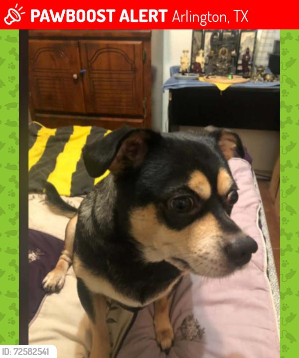 Lost Male Dog last seen Collin's and Park Row , Arlington, TX 76010