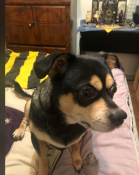 Lost Male Dog last seen Collin's and Park Row , Arlington, TX 76010