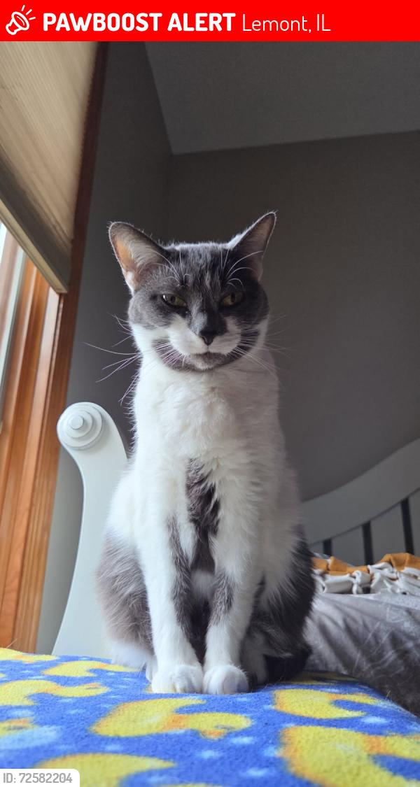 Lost Female Cat last seen Rolling Meadow Drive/Pasture Drive, Lemont, Lemont, IL 60439