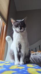 Lost Female Cat last seen Rolling Meadow Drive/Pasture Drive, Lemont, Lemont, IL 60439