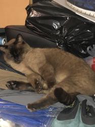 Lost Unknown Cat last seen Meadow Woods Florida, Orlando, FL 32824