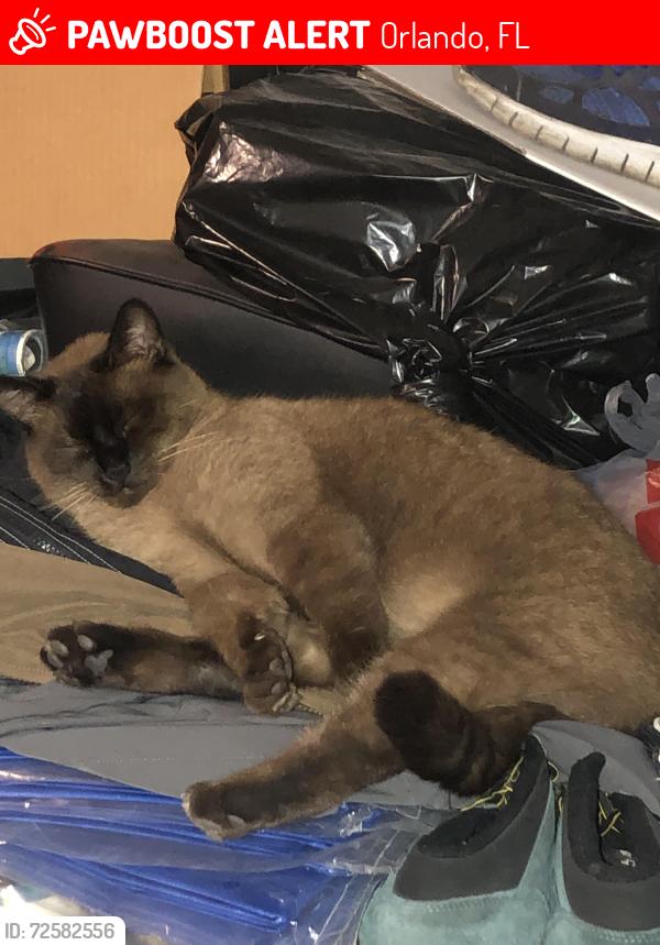 Lost Unknown Cat last seen Meadow Woods Florida, Orlando, FL 32824