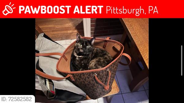 Lost Female Cat last seen Crane Ave, Shadycrest Rd, Tropical Ave, Pittsburgh, PA 15216