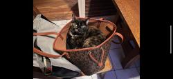 Lost Female Cat last seen Crane Ave, Shadycrest Rd, Tropical Ave, Pittsburgh, PA 15216
