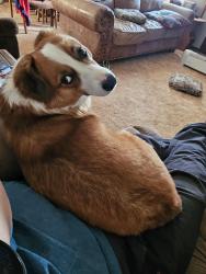 Lost Female Dog last seen Highway 71 and Highway G43 south of Atlantic, Atlantic, IA 50022