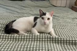 Lost Male Cat last seen lindsay and elliot , Gilbert, AZ 85234
