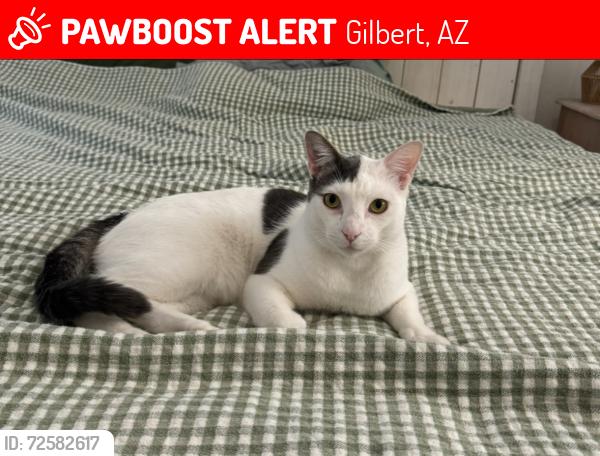 Lost Male Cat last seen lindsay and elliot , Gilbert, AZ 85234