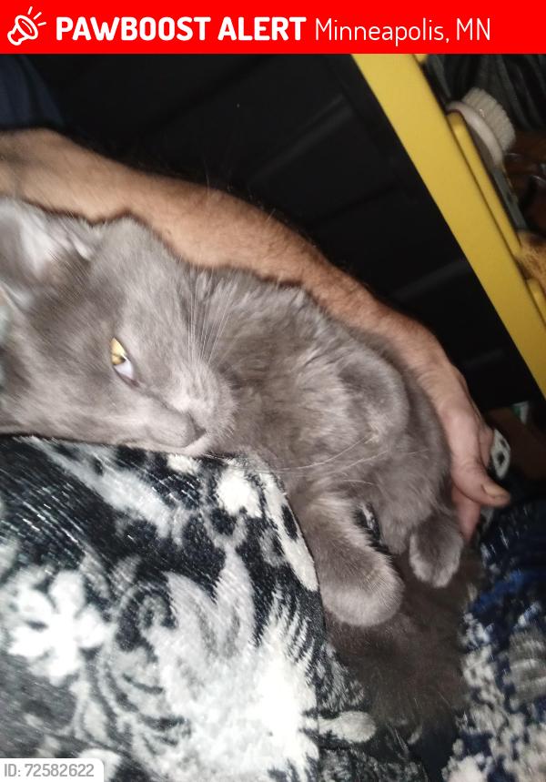Lost Male Cat last seen Unknown, Minneapolis, MN 55402