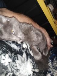 Lost Male Cat last seen Unknown, Minneapolis, MN 55402