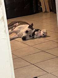 Reunited Male Dog last seen 41st and Milwaukee, Denver, CO 80216