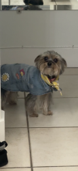 Lost Female Dog last seen Chula Vista , Chula Vista, CA 91911