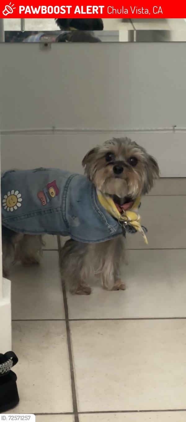 Lost Female Dog last seen Chula Vista , Chula Vista, CA 91911