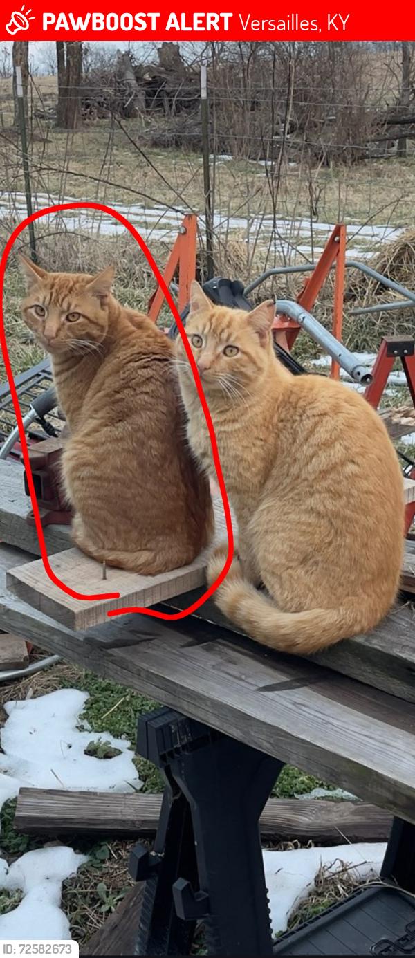 Lost Male Cat last seen Steele Rd Clifton rd, Versailles, KY 40383