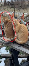 Lost Male Cat last seen Steele Rd Clifton rd, Versailles, KY 40383