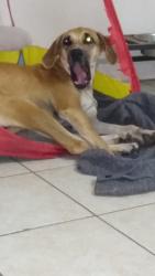 Lost Female Dog last seen Barber greene rd, DeKalb, IL 60115