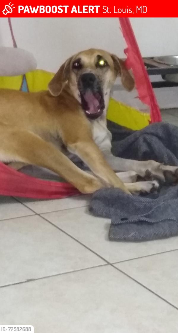 Lost Female Dog last seen Barber greene rd, DeKalb, IL 60115
