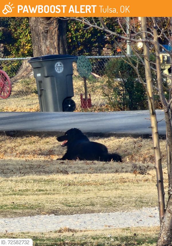 Found/Stray Unknown Dog last seen S. 85th E ave and east 37th Place, Tulsa, OK 74145