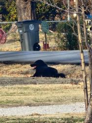 Found/Stray Unknown Dog last seen S. 85th E ave and east 37th Place, Tulsa, OK 74145