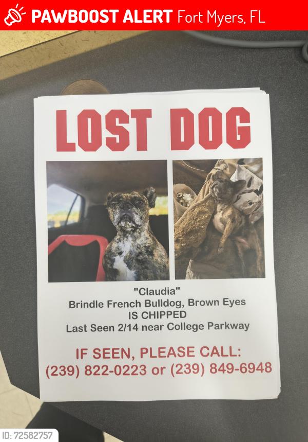 Lost Female Dog last seen Near college parkway , Fort Myers, FL 33919