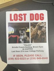 Lost Female Dog last seen Near college parkway , Fort Myers, FL 33919