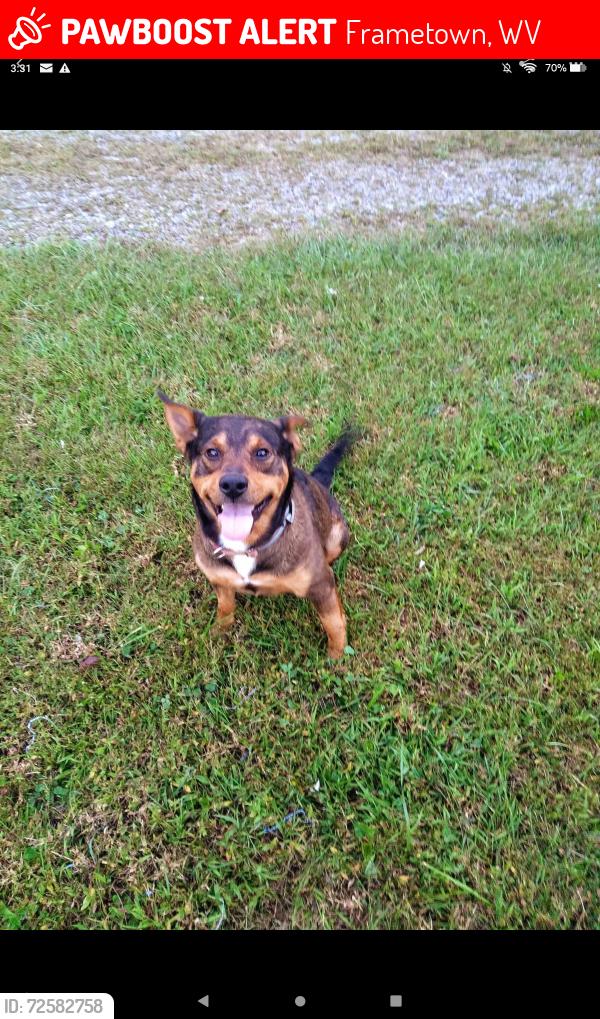 Lost Male Dog last seen Frametown Elementary School, Frametown, WV 26623