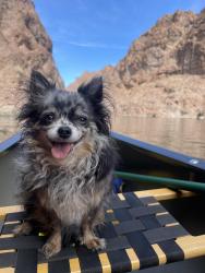 Lost Female Dog last seen Spencer and flamingo , Paradise, NV 89119