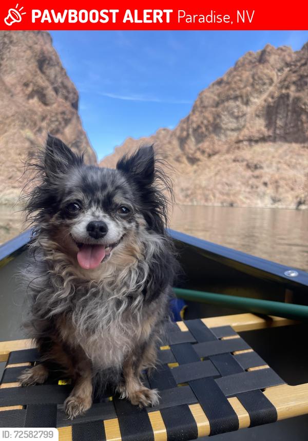 Lost Female Dog last seen Spencer and flamingo , Paradise, NV 89119