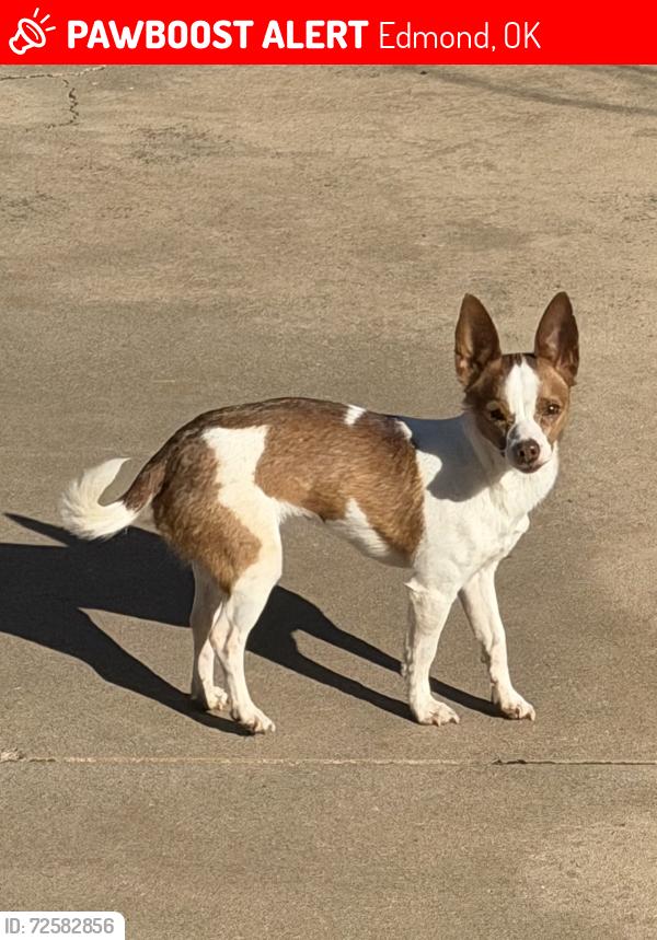 Lost Female Dog last seen 178th and Western, Edmond, OK 73012