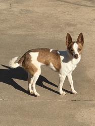 Lost Female Dog last seen 178th and Western, Edmond, OK 73012