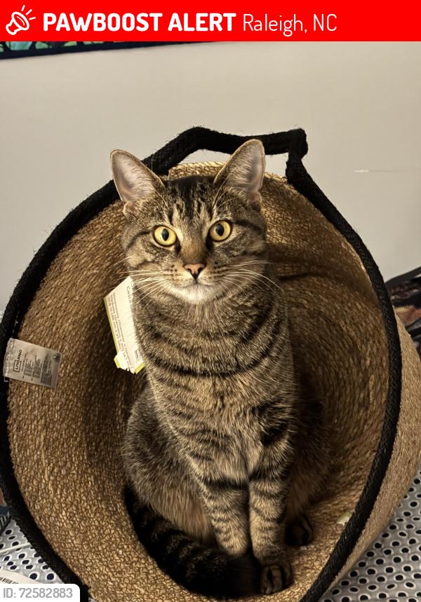 Lost Female Cat last seen Lead Mine & Town & Country, Raleigh, NC 27612