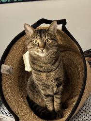 Lost Female Cat last seen Lead Mine & Town & Country, Raleigh, NC 27612