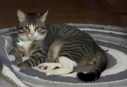 Lost Male Cat last seen Crestview and heights elementary , Pittsburg, CA 94565