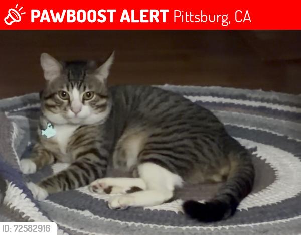 Lost Male Cat last seen Crestview and heights elementary , Pittsburg, CA 94565