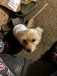 Lost Female Dog last seen Pembroke and McIntyre, Detroit, MI 48219